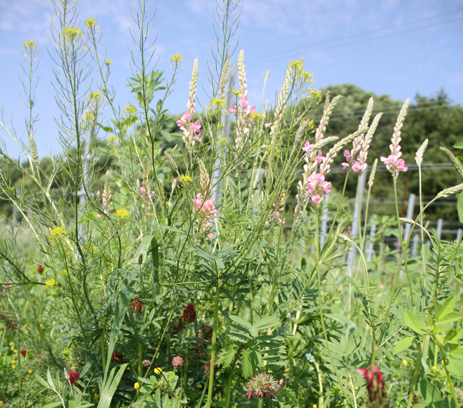 Weingartenbegrünung © Forst- und Landwirtschaftsbetrieb Weingartenbegrünung © Forst- und Landwirtschaftsbetrieb