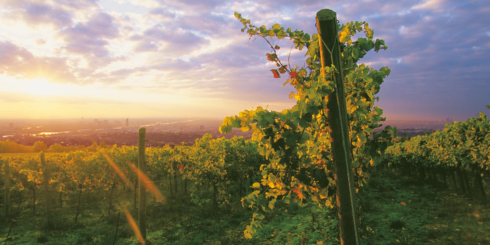 Weingarten mit Blick über Wien © Weingut Cobenzl, MA49 | Lammerhuber