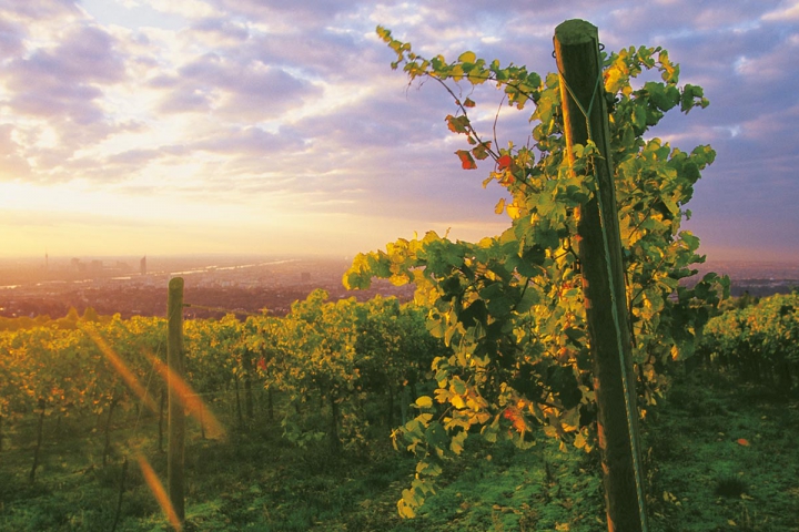 Weingarten mit Blick über Wien © Weingut Cobenzl, MA49 | Lammerhuber